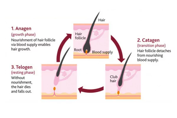 Hair-Growth-Stages